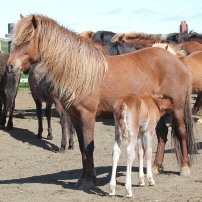 Dögg frá Kirkjubæ