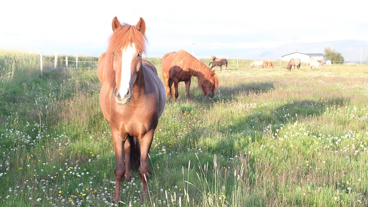 Fossá frá Kirkjubæ