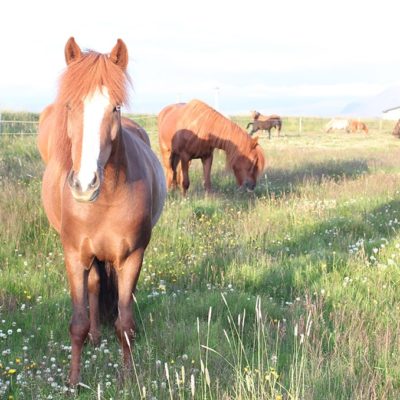 Fossá frá Kirkjubæ